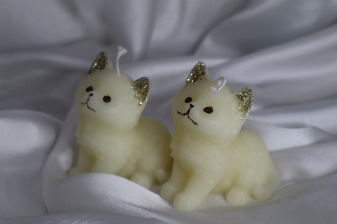 Catty Lover qandeelofficial